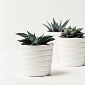 Home Cleistocactus